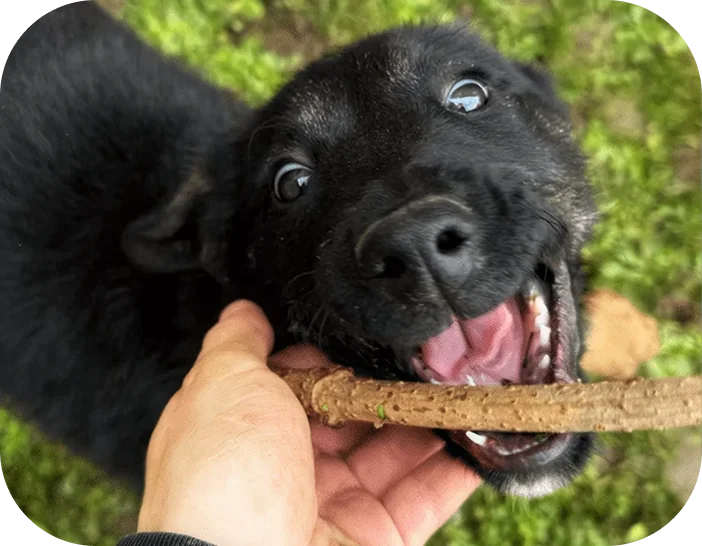 A dog outdoors