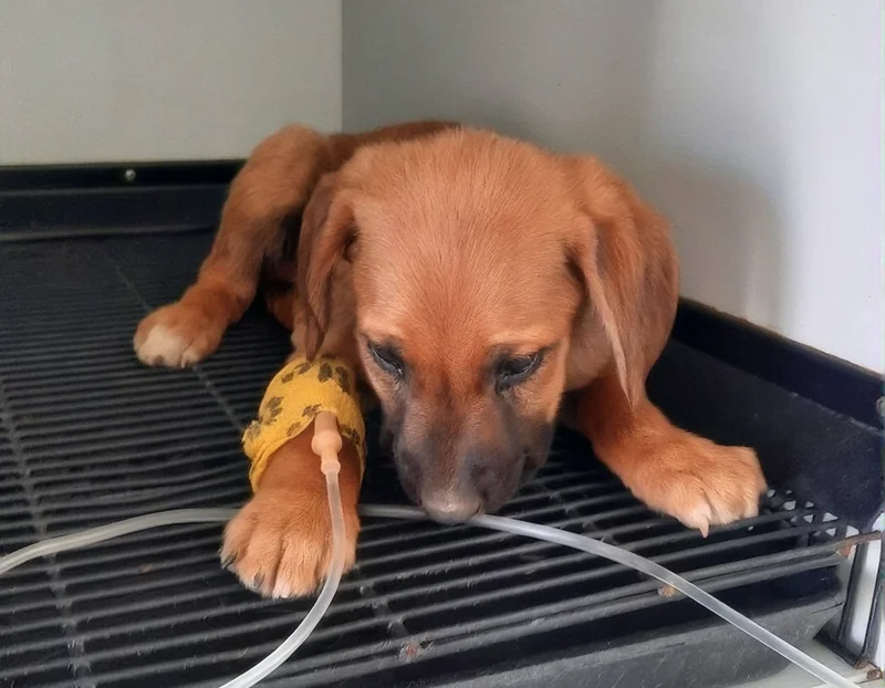 A puppy receiving veterinary treatment