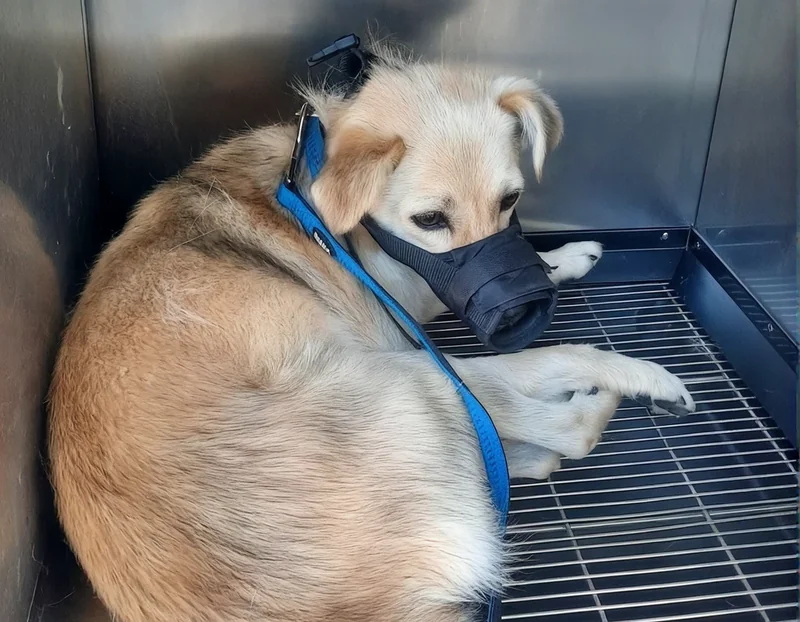 A rescued dog resting at the veterinary clinic