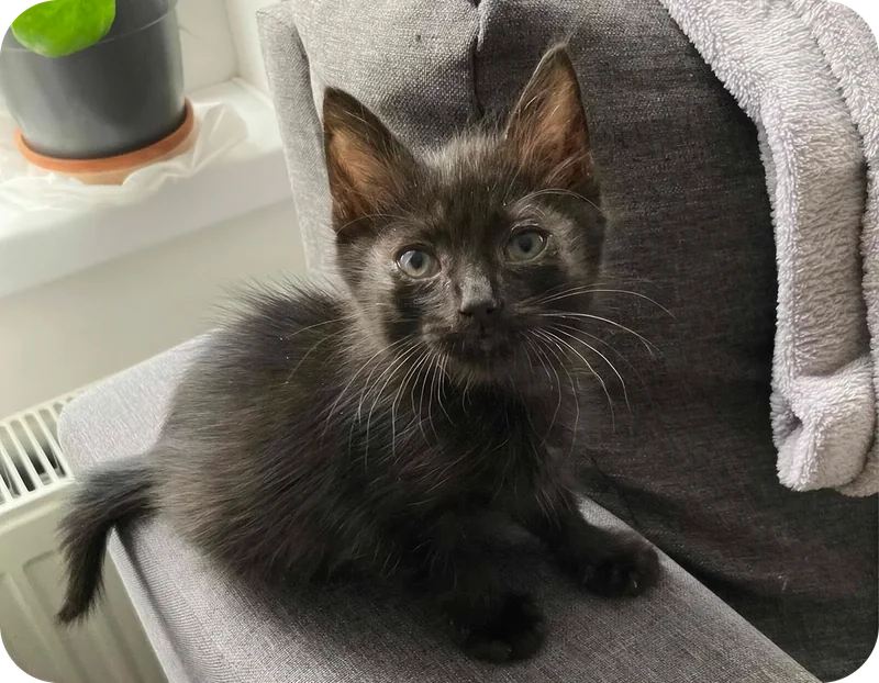 A rescued cat