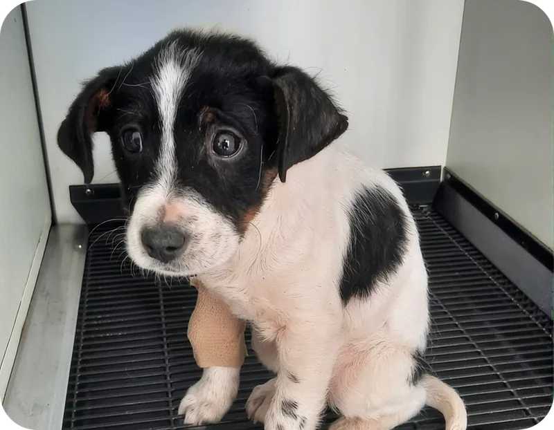 A black and white puppy