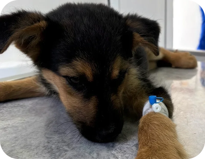 A rescued dog resting indoors