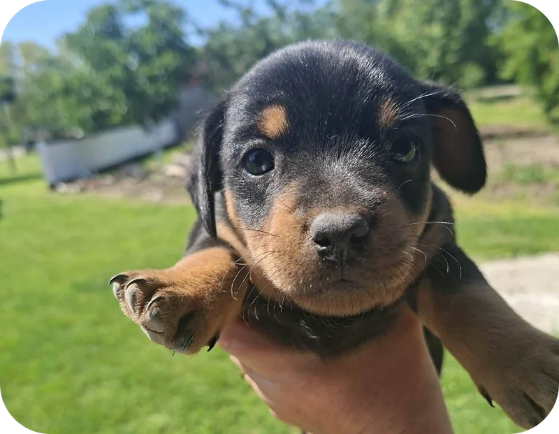 A rescued dog in the grass