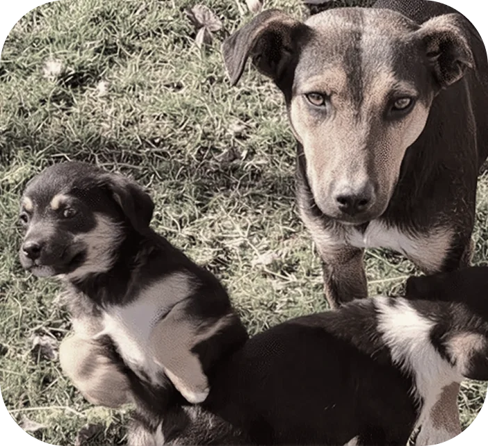 A dog given a second chance